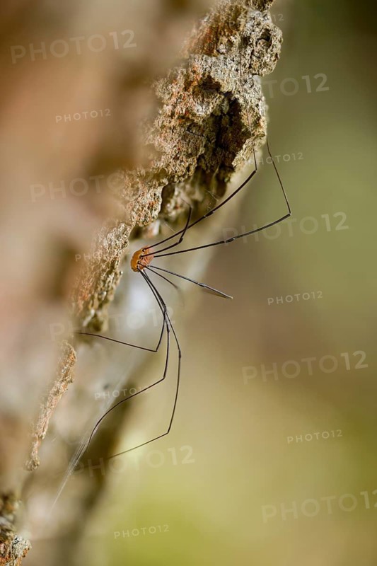 Arachnida, brownback spider kanker, autumn weaver, leiobunum rotundum, opiliones, arachnids, weavers, wire-legged harvestman, high size, portrait format