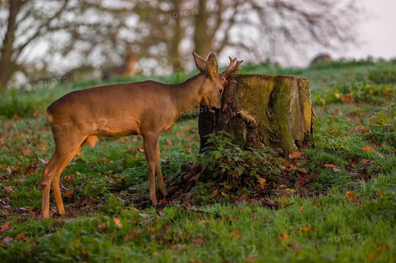 A roebuck (Capreolus capreolus), nibbling moss from a tree stump at sunrise