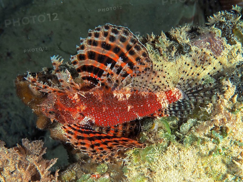 Red Sea Dwarf Lionfish (Dendrochirus hemprichi)