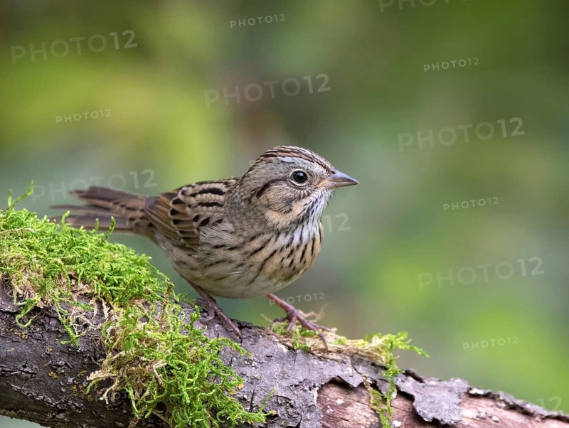 A Lincoln's Sparrow, Melospiza lincolni, on a mossy log in Saskatoon, in Saskatchewan, Canada