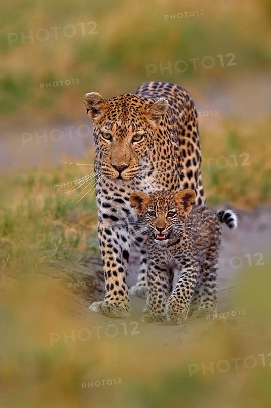 Leopard kitten baby, hidden nice orange grass. Leopard cub with mother walk. Big wild cat in the nature habitat, sunny day on the savannah, Khwai river. Wildlife, nature, Botswana wildlife