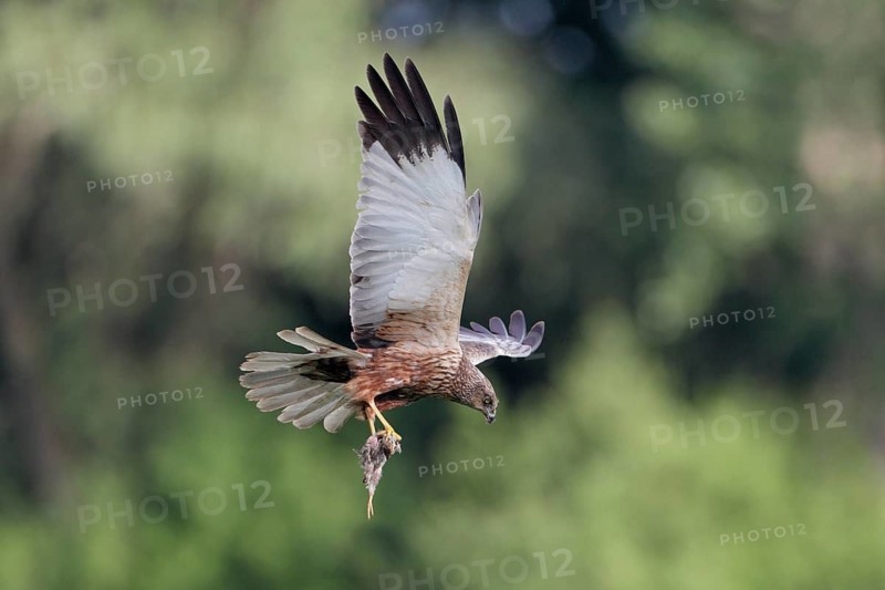 Rohrweihe, lat. Circus aeruginosus, Männchen, Alterskleid, im Flug von der Seite vor Baumkronen mit Beutevogel in den Fängen