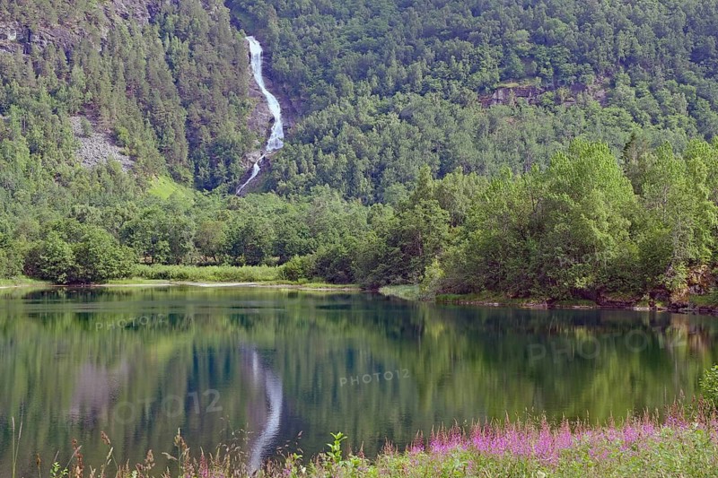 A quiet lake with a waterfall surrounded by thick forest and wildflowers, Eikesdalen. Aursjövegen, More og Romsdal, Norway