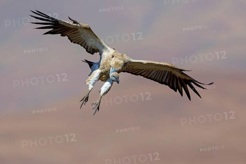 Cape Vulture, also cape griffon (Gyps coprotheres), flight photo, Giant's Castle Hide, KwaZulu-Natal, South Africa