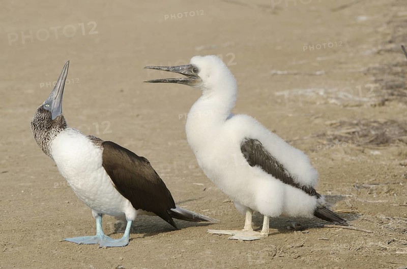 A parent Blue-footed Booby looks skyward, while it's baby begs for food