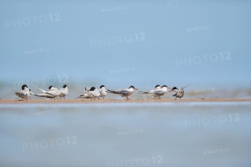 Elegant tern (Thalasseus elegans) standing on a sandbank, ebro delta, Catalonia, Spain