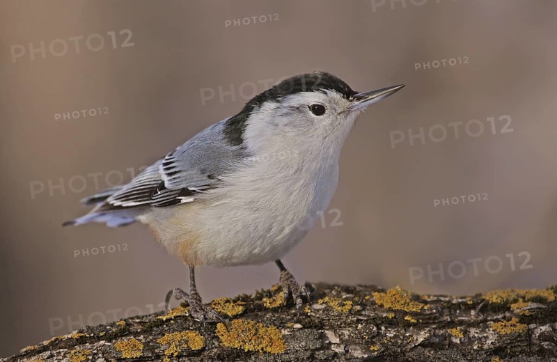 White-breasted Nuthatch (Sitta carolinensis), Saskatchewan, Canada
