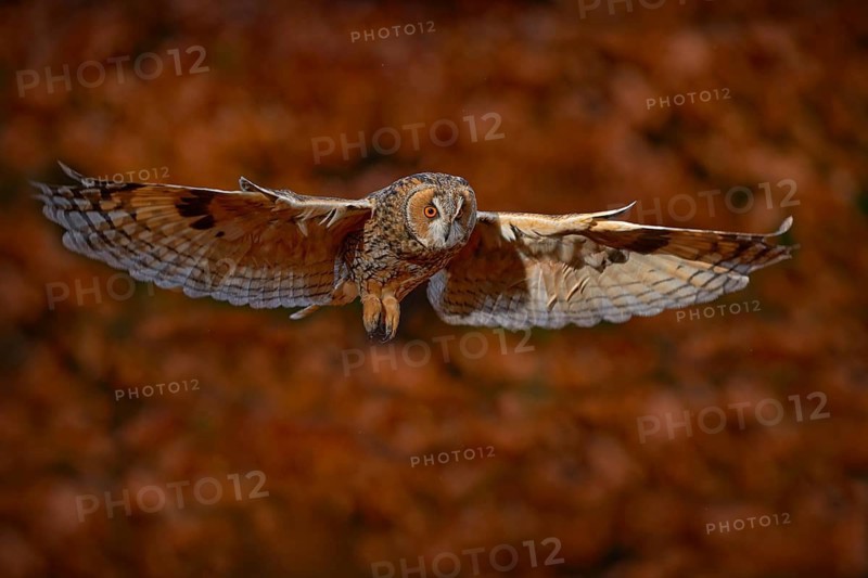 Autumn wildlife. Owl fly in autumn forest. Owl in orange wood, yellow eye. Long-eared Owl, Asio otus, with orange oak leaves during autumn. Wildlife scene from nature, Sweden. Bird flight, open wings