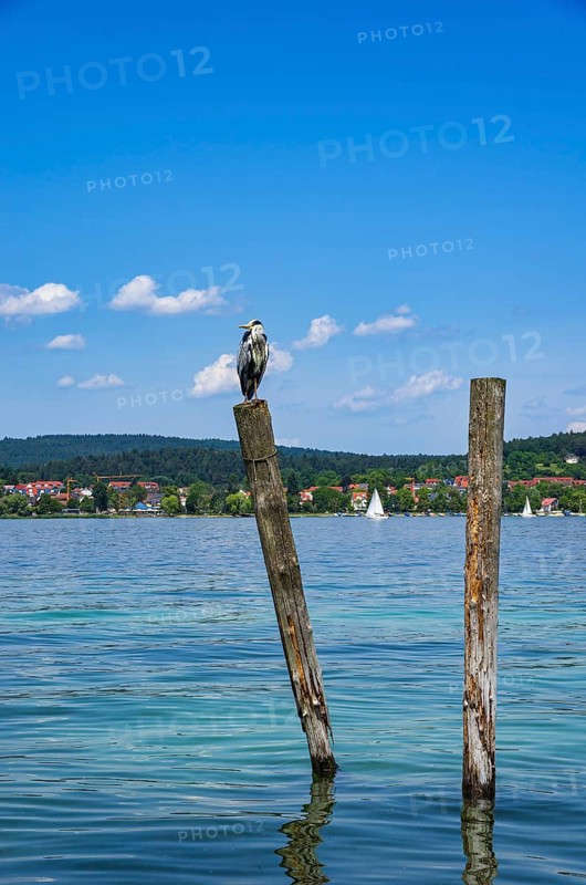 A grey heron sits on a wooden post on the edge of Lake Constance on the island of Reichenau, Baden-Württemberg, Germany