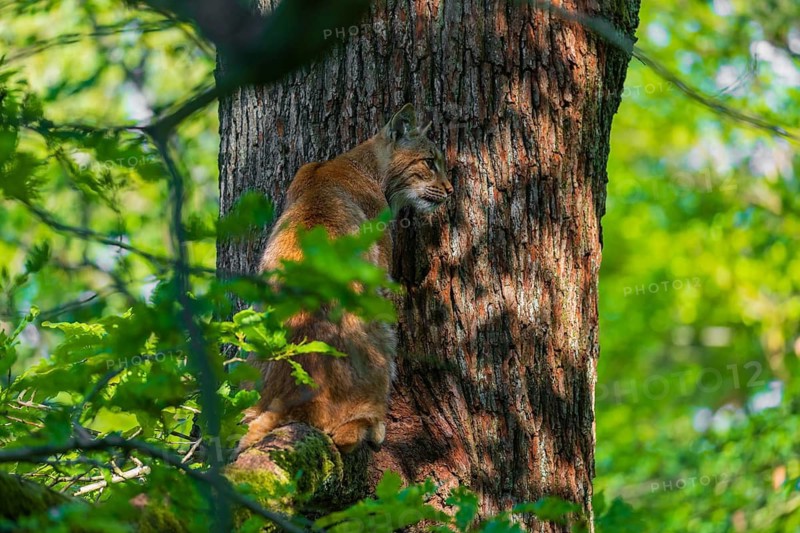 A Eurasian lynx, (Lynx lynx) sits on a branch high up in a big tree