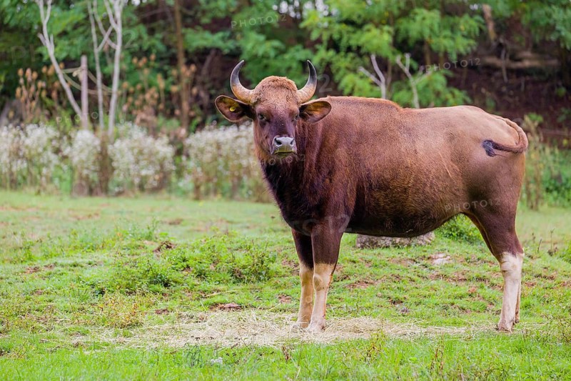 A female Gaur (Bos gaurus gaurus) stands on a green meadow