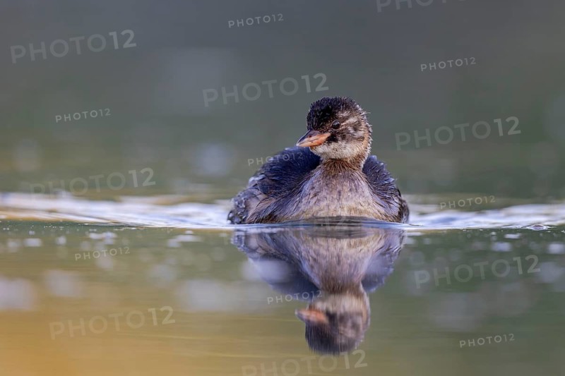 Little Grebe (Tachybaptus ruficollis) juvenile, North Rhine-Westphalia, Germany