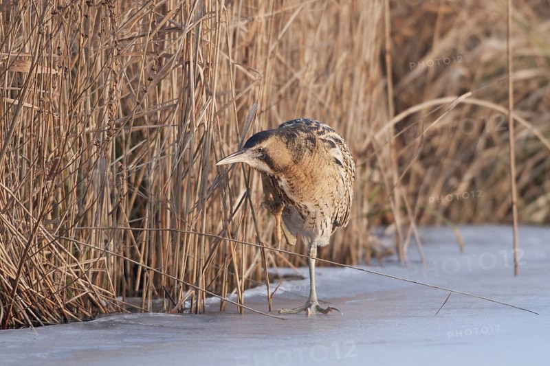 Eurasian Bittern (Botaurus stellaris) male, Netherlands