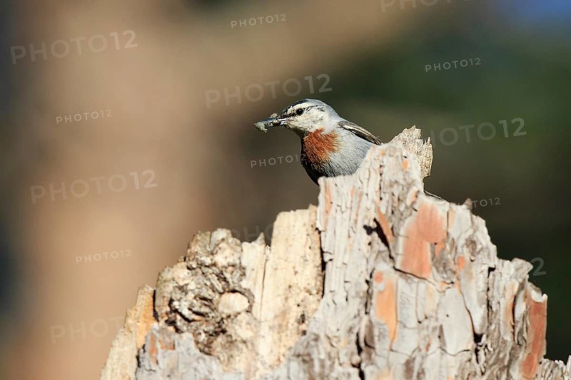 Krüper's Nuthatch (Sitta krueperi), Greece