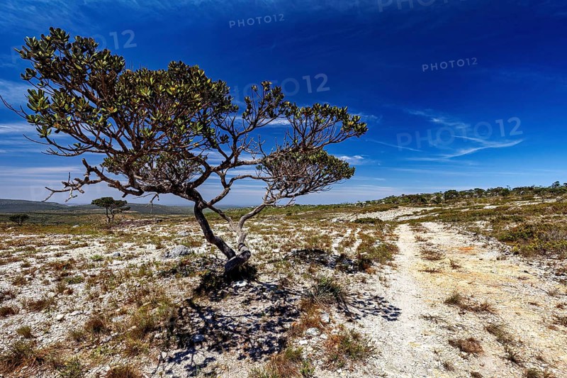 A lonely tree in a dry, sandy landscape under a clear blue sky, the thornshrub savanna in the Caatinga countryside in the federal states of Pernambuco and Bahia in Brazil