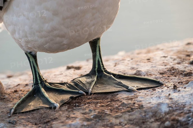 Feet, legs and belly of a northern gannet (Morus bassanus) (Synonym: Sula bassana), close-up on rocky ground, red rock on the seashore, sandstone, detailed shot of the toes with claws and dark webbing, striking yellow-green lines on the toes and legs, secure footing on steep cliffs., blurred background, red sandstone in the foreground, northern gannet colony at Lummenfelsen, the offshore island of Heligoland, North Sea, Pinneberg district, Schleswig-Holstein, Germany