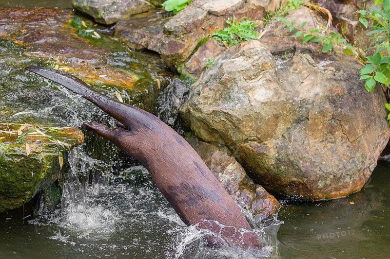 A giant otter or giant river otter (Pteronura brasiliensis) jumps down into the river from a mossy rock at a little cascade