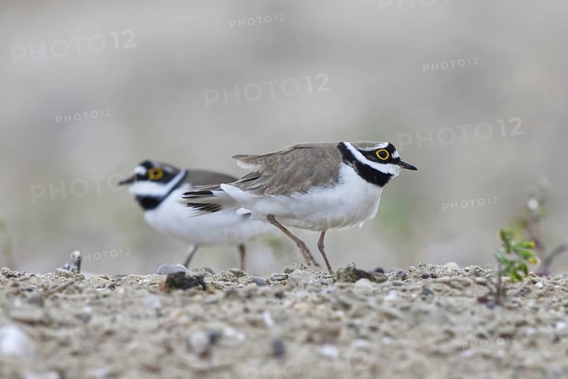Little Ringed Plover (Charadrius dubius) pair, Saxony-Anhalt, Germany