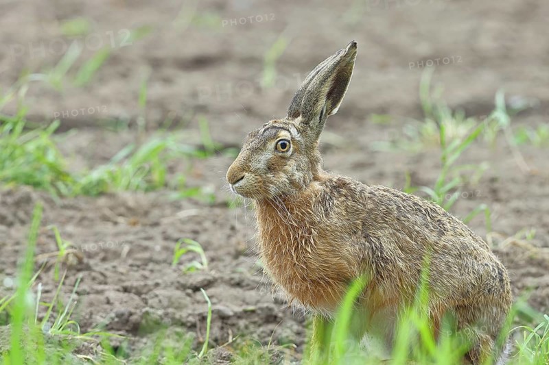 European hare (Lepus europaeus) sitting on a freshly harrowed field, North Rhine-Westphalia, Germany