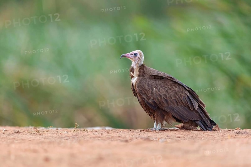 Hooded Vulture, CNecrosysrtes monachus), goshawk family, Kotu area, Kotu, South Bank, Gambia