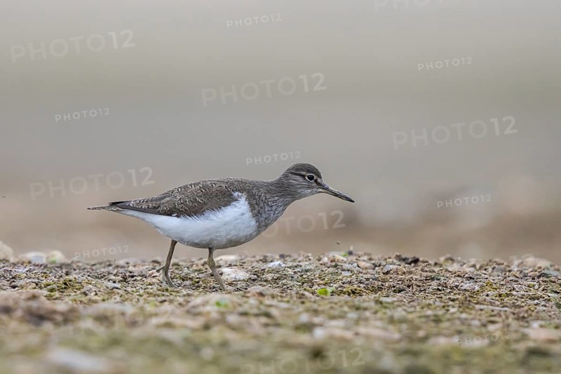 Common Sandpiper (Actitis hypoleucos), North Rhine-Westphalia, Germany