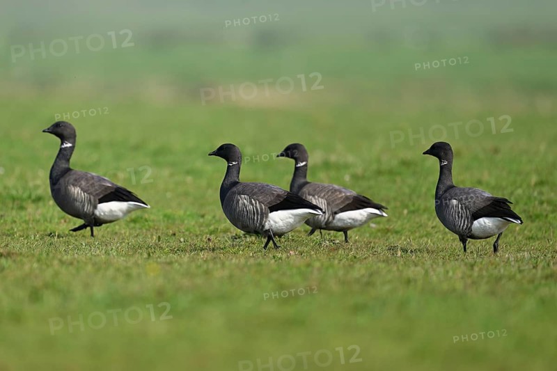 Brent geese (Branta bernicla), standing on a meadow, West Frisian Islands, province of North Holland, Netherlands