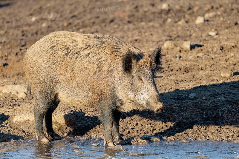On a sunny day, a wild boar (Sus scrofa) stands on the ice of a small frozen pond