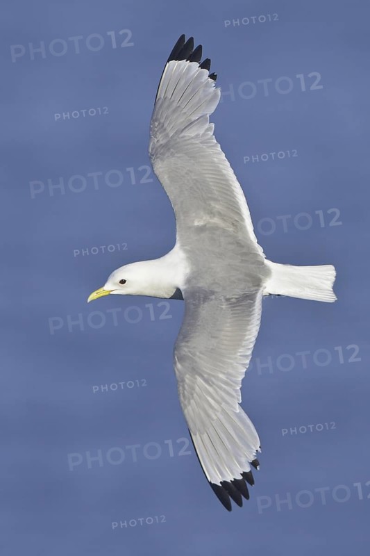 Black-legged Kittiwake (Rissa tridactyla) flying, Newfoundland, Canada
