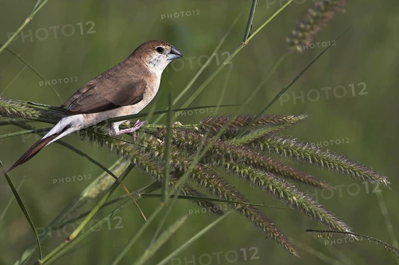 Indian Silverbill (Euodice malabarica), Oman