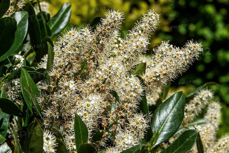 Laurel cherry (Prunus laurocerasus), cherry laurel, flowering, detail, Baden-Württemberg, Germany