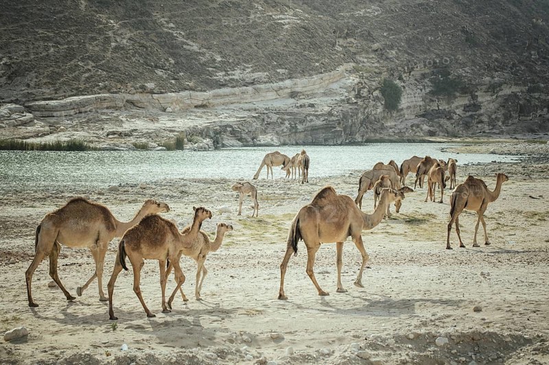 Camel herd (Camelus dromedarius) on the way back from the beach near Al Mhugsayl, Dhofar, Oman in the evening