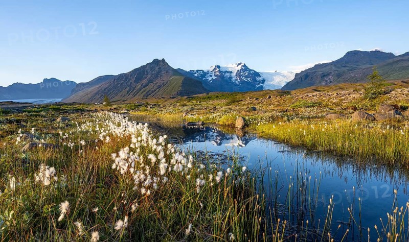 Reflection in a river with cotton grass, view of glacier tongues and mountains, glacier tongue Svínasfellsjökull, behind glaciated mountain peak Hrútfjallstindar and mountain Kristínartindar, Vatnajökull National Park, Austurland, Iceland