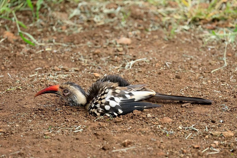 Mopanetoko (Tockus rufirostris), Southern Red-billed Hornbill, adult, on the ground, sand bath, preening, alert, Kruger National Park, South Africa
