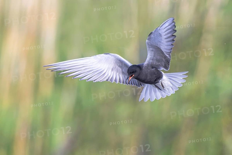 Black Tern (Chlidonias niger) calling in flight, North Rhine-Westphalia, Germany
