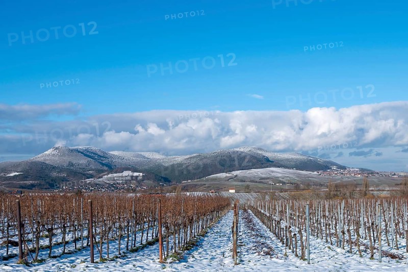 View over vineyards to the snow-covered Palatinate Forest, Southern Palatinate, Palatinate, Rhineland-Palatinate, Germany