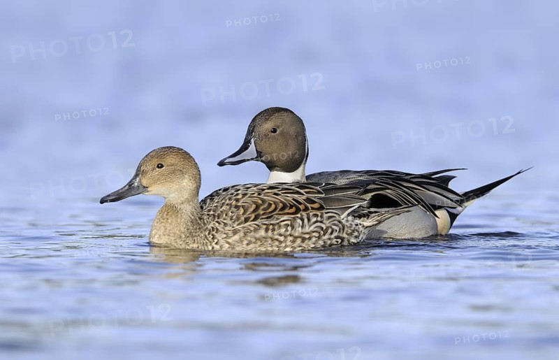 Northern Pintail (Anas acuta) pair, British Columbia, Canada