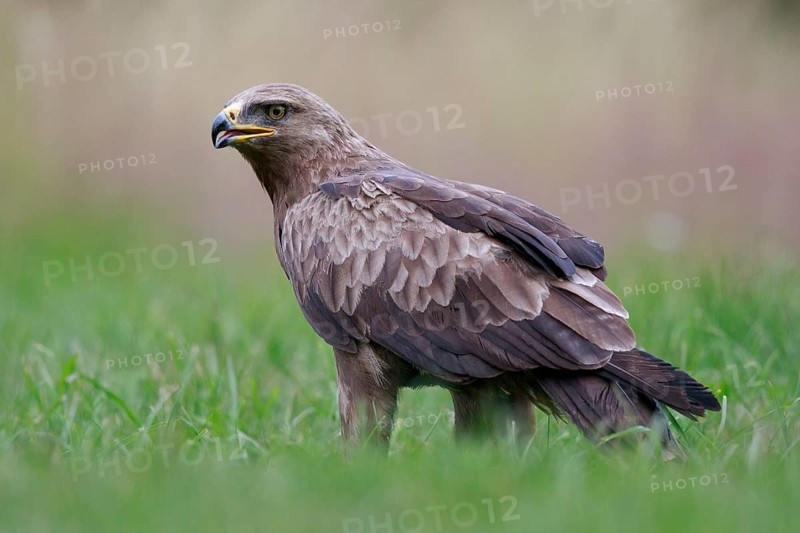 Lesser Spotted Eagle (Clanga pomarina) on grassland, Poland