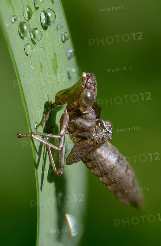 Aeshna cyanea, blue-green mosaic maiden, southern hawker, anisoptera, dragonflies, exuvia, high size, portrait format, insects, larval skin, dragonflies, odonata, hatching
