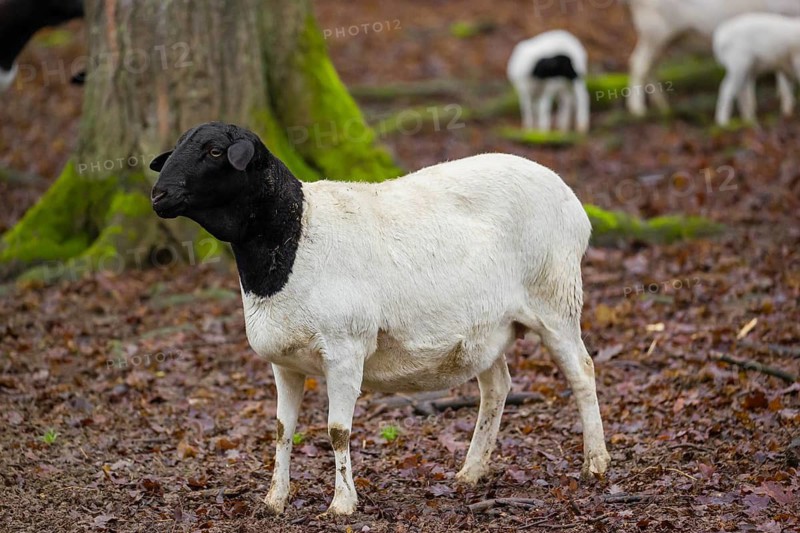 A flock of Blackheaded Somali Sheep, Ovis aries, stand in an open forest