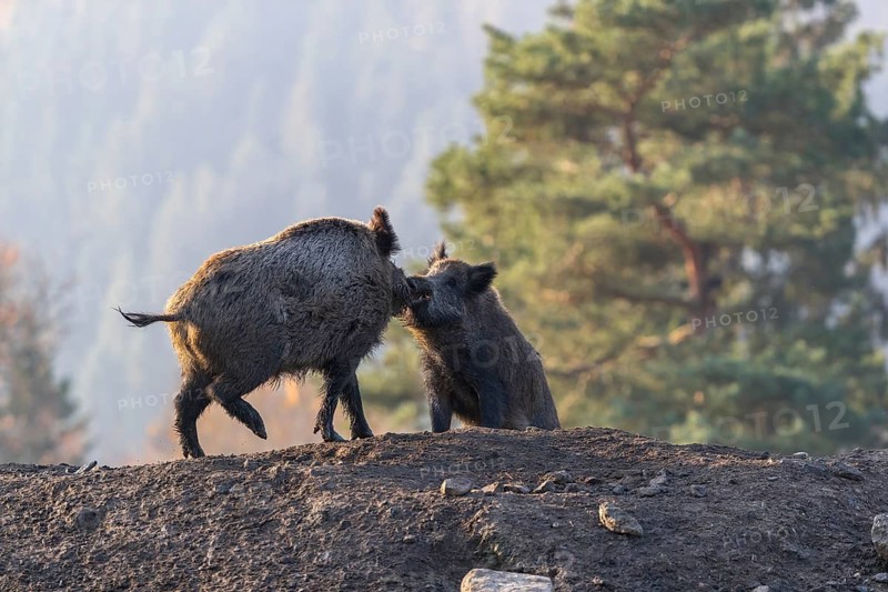 Two wild boar or wild pig (Sus scrofa), play fighting on an opening in early morning light, with an autumnal colored forest in the background