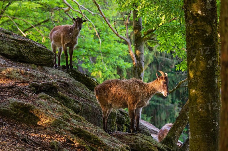 Two female Himalayan grays (Hemitragus jemlahicus) are standing on a rock in a green forest