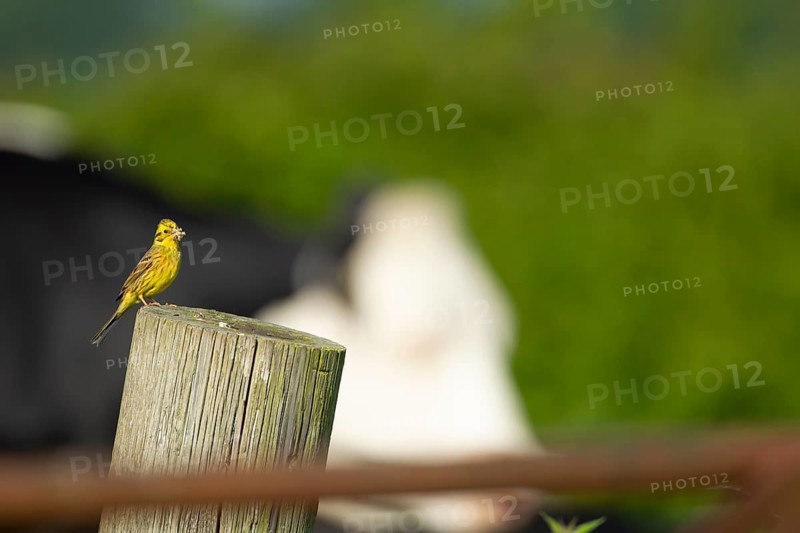Yellowhammer (Emberiza citrinella) adult bird on a farmland fence post with insects in its beak with a cow in the background, Norfolk, England, United Kingdom