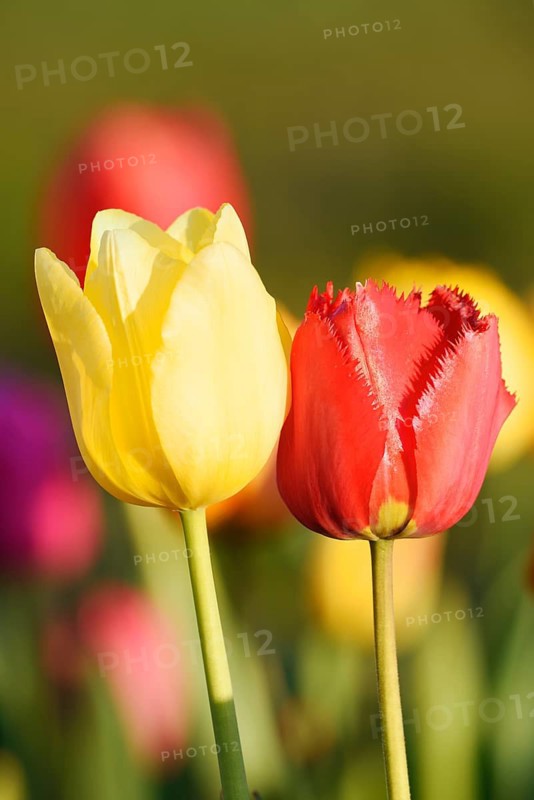 Tulips (Tulipa), red and yellow flowers, North Rhine-Westphalia, Germany
