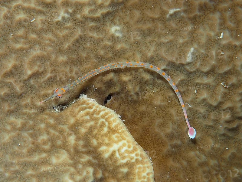 Black-breasted pipefish (Corythoichthys nigripectus) on stone coral. Dive site House Reef, Mangrove Bay, El Quesir, Red Sea, Egypt