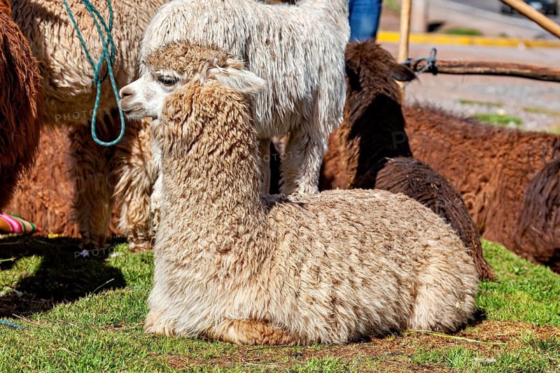 Two alpacas lying on grass in the sun, surrounded by other animals, The llama in the Andes of Peru (Llama glama)
