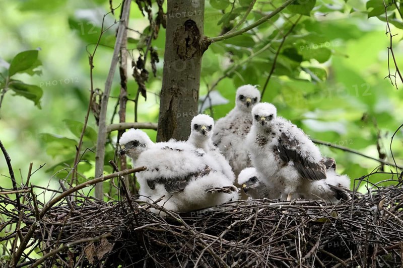 Eurasian Sparrowhawk (Accipiter nisus) chicks in nest, North Rhine-Westphalia, Germany