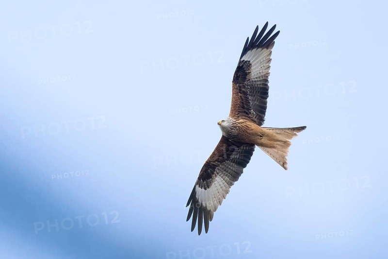 Red kite (Milvus milvus) in flight against a blue sky showing graceful wingspan and striking plumage, Hesse, Germany