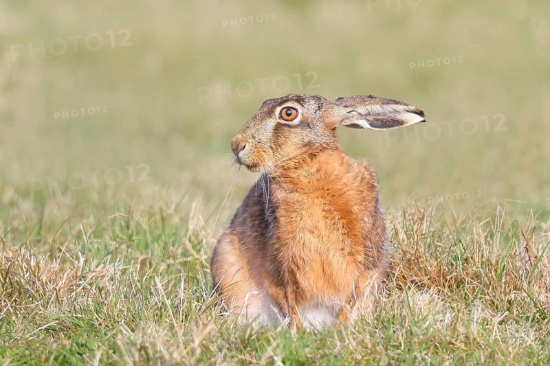European hare (Lepus europaeus) sitting in a meadow, wildlife, animals, mammal, Ochsenmoor, Naturpark Dümmer See, Hüde Lower Saxony, Germany
