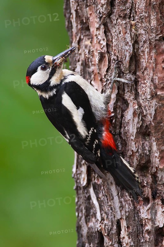 Great Spotted Woodpecker (Dendrocopos major) male, Peniche, Portugal