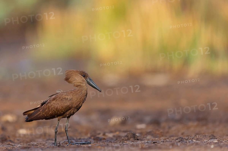 Hammerhead, Hammerhead, Hamerkop, (Scopus umbretta), Ombrette africaine, Avemartillo, Shadebird, Waterbird, Marakissa River Camp / Canoe tri, Marakissa, South Bank, Gambia